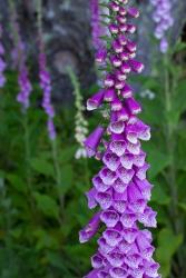 Closeup Of Foxglove Flower | Obraz na stenu