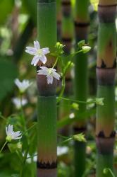 Horse Tail Flowers | Obraz na stenu