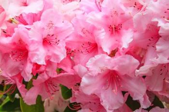 Evergreen Azalea Blooms In The Spring And Summer | Obraz na stenu