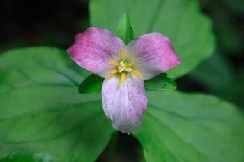 Trillium Perennial Flowering Plant | Obraz na stenu