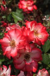 Betty Boop Rose Is A Hybrid Rose With A Moderately Fruity Aroma | Obraz na stenu