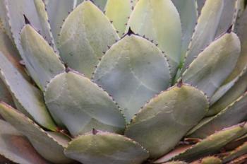 Parry's Agave Or Mescal Agave | Obraz na stenu