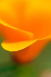 Macro Shot Of Golden California Poppy | Obraz na stenu