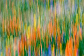 Wildflower Abstraction, Angeles National Forest | Obraz na stenu