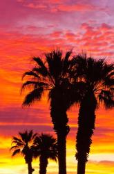 Silhouetted Palms At Sunrise | Obraz na stenu