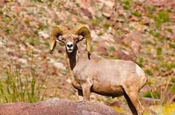 Peninsular Bighorn Sheep | Obraz na stenu