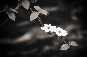 Mountain Dogwood Above The Merced River (BW) | Obraz na stenu