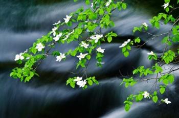 Mountain Dogwood Above The Merced River | Obraz na stenu