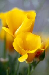 Poppies, Antelope Valley, California | Obraz na stenu