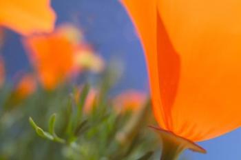 Poppies Spring Bloom 1. Lancaster, CA | Obraz na stenu