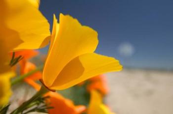 Poppies Spring Bloom 6. Lancaster, CA | Obraz na stenu