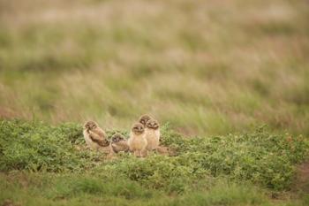 Burrowing Owl Babies At Sunrise | Obraz na stenu