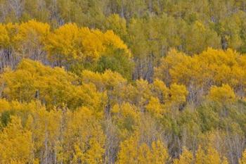 Fall Aspens | Obraz na stenu