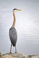 Colorado, Great Blue Heron | Obraz na stenu