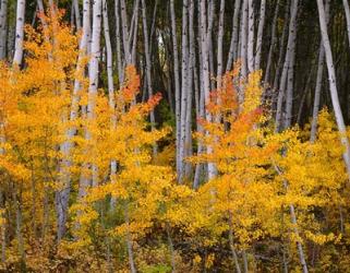 Autumn Aspen Grove In The Grand Mesa National Forest | Obraz na stenu