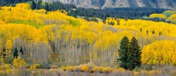 Autumn Grove Panorama At The Base Of The Ruby Range | Obraz na stenu