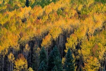 Golden Aspen Of The Uncompahgre National Forest | Obraz na stenu