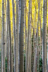 Gathering Of Yellow Aspen In The Uncompahgre National Forest | Obraz na stenu