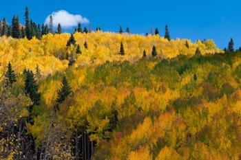 Golden Landscape If The Uncompahgre National Forest | Obraz na stenu