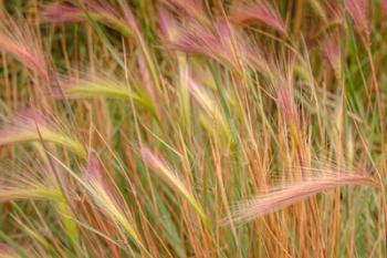 Fox-Tail Barley, Routt National Forest, Colorado | Obraz na stenu