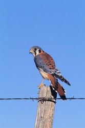 American Kestrel | Obraz na stenu