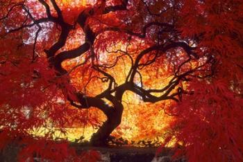 Japanese Maple, Darien, Connecticut | Obraz na stenu