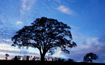 Oak Trees at Sunset on Twin Oaks Farm, Connecticut | Obraz na stenu