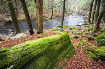 Forest of Eastern Hemlock Trees, Connecticut | Obraz na stenu