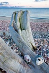 Driftwood on the shell-covered Long Beach in Stratford, Connecticut | Obraz na stenu