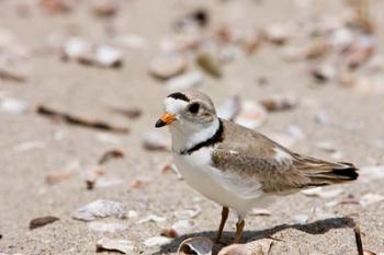 A Piping plover, Long Beach in Stratford, Connecticut | Obraz na stenu