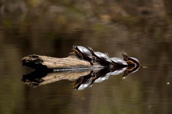 Eastern Painted turtles, Farmington River, Tariffville, Connecticut | Obraz na stenu