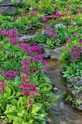 Marsh Primrose Along Small Stream, Winterthur Gardens, New Castle County, Delaware | Obraz na stenu