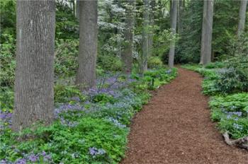 Mt, Cuba Center, Hockessin, Delaware, Along The Woods Path Rimmed By Wildflowers | Obraz na stenu