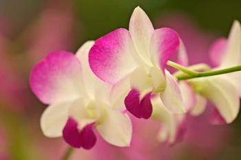 Orchids, Selby Gardens, Sarasota, Florida | Obraz na stenu