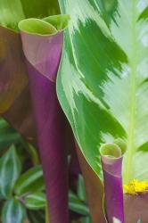 Tropical Foliage Detail 2 | Obraz na stenu