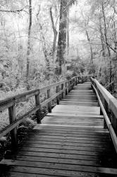 Big Bend Board Walk, Florida (BW) | Obraz na stenu