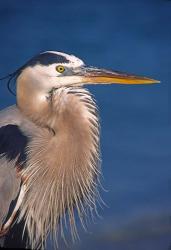 Great Blue Heron, Florida | Obraz na stenu