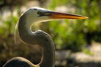 Great Blue Heron, Florida | Obraz na stenu