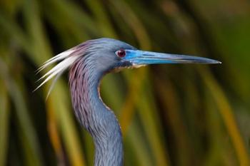 Florida St Augustine, Little Blue Heron at the Alligator Farm | Obraz na stenu