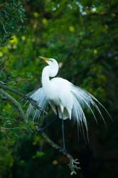 Egret In Breeding Plumage | Obraz na stenu