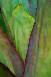 Agave Detail, Florida | Obraz na stenu