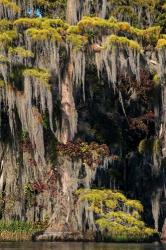 Swamp Cyprus And Spanish Moss | Obraz na stenu