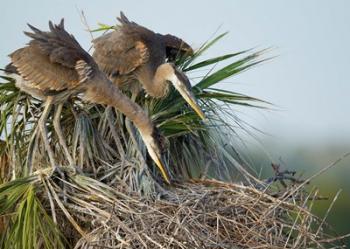 Great Blue Heron chicks in nest looking for bugs, Florida | Obraz na stenu