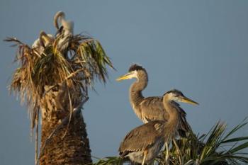 Great Blue Heron bird, Viera wetlands, Florida | Obraz na stenu