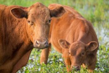 Close-Up Of Red Angus Cow | Obraz na stenu