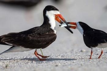 Black Skimmer Fighting Over A Minnow | Obraz na stenu