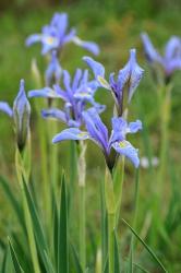 Rocky Mountain Iris | Obraz na stenu