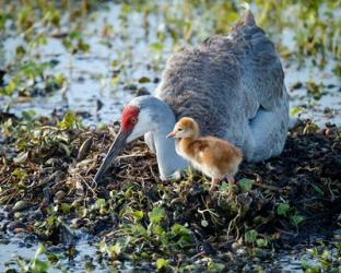 Sandhill Crane Waiting On Second Egg To Hatch, Florida | Obraz na stenu