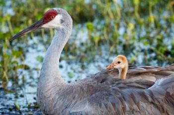 Baby Sandhill Crane On Mother's Back, Florida | Obraz na stenu