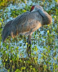 Sandhill Crane Resting, Grus Canadensis, Florida | Obraz na stenu